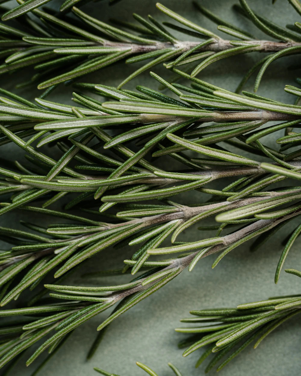 Pine needles reflecting Maison Z Oriental-Spices
