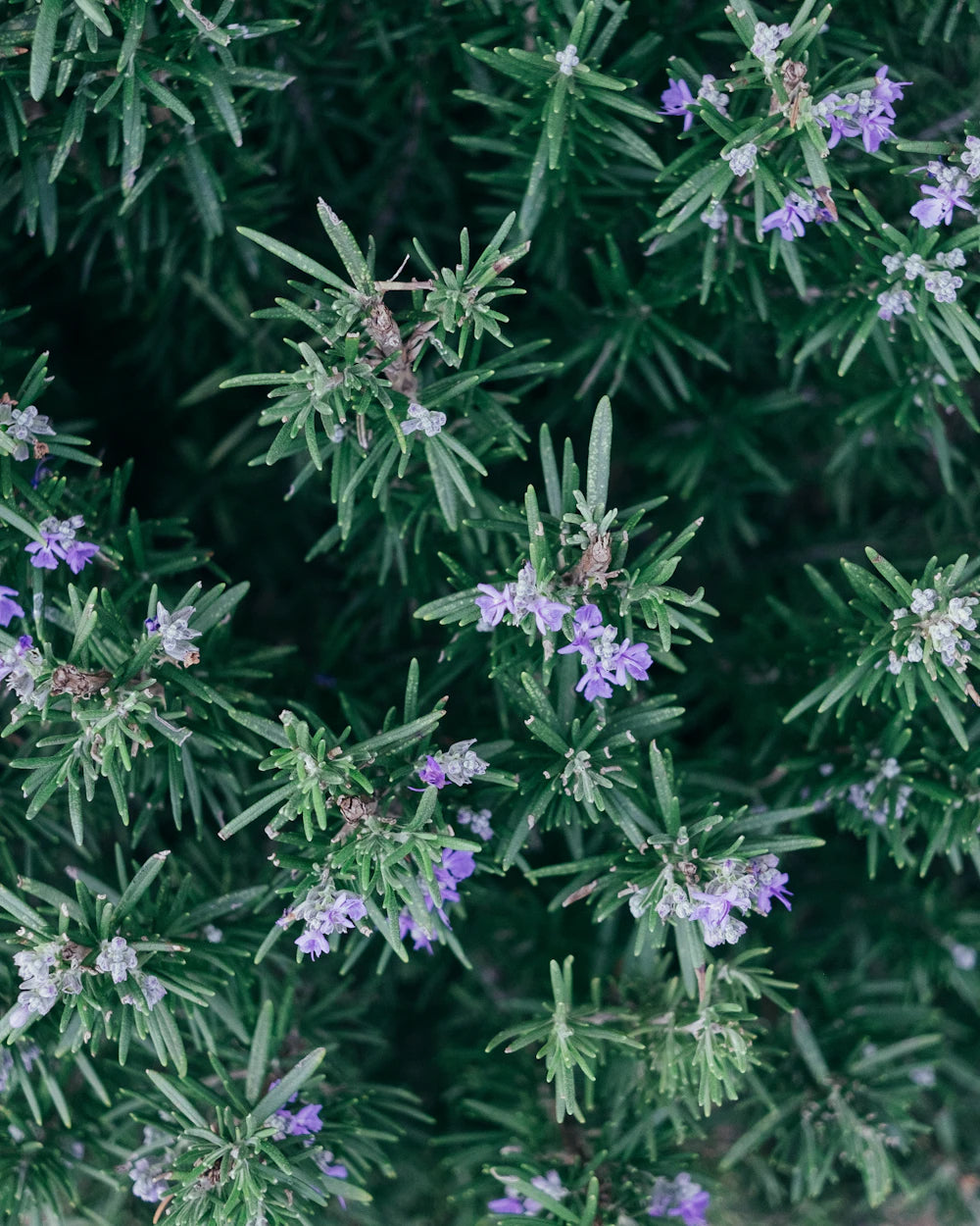 Lavender air reflecting Maison Z Oriental-Spices