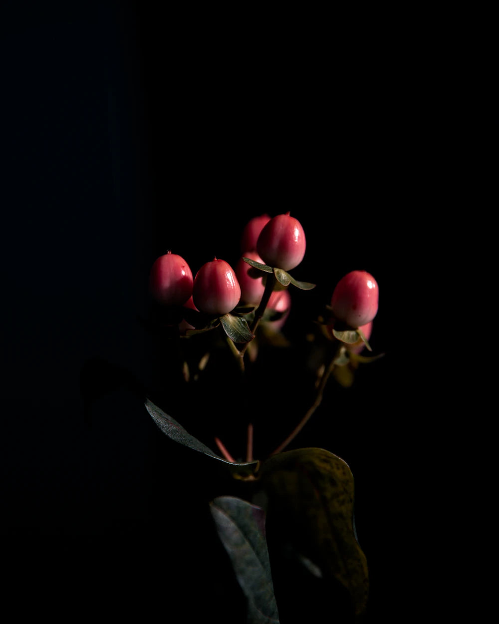 Dark botanical ingredient study