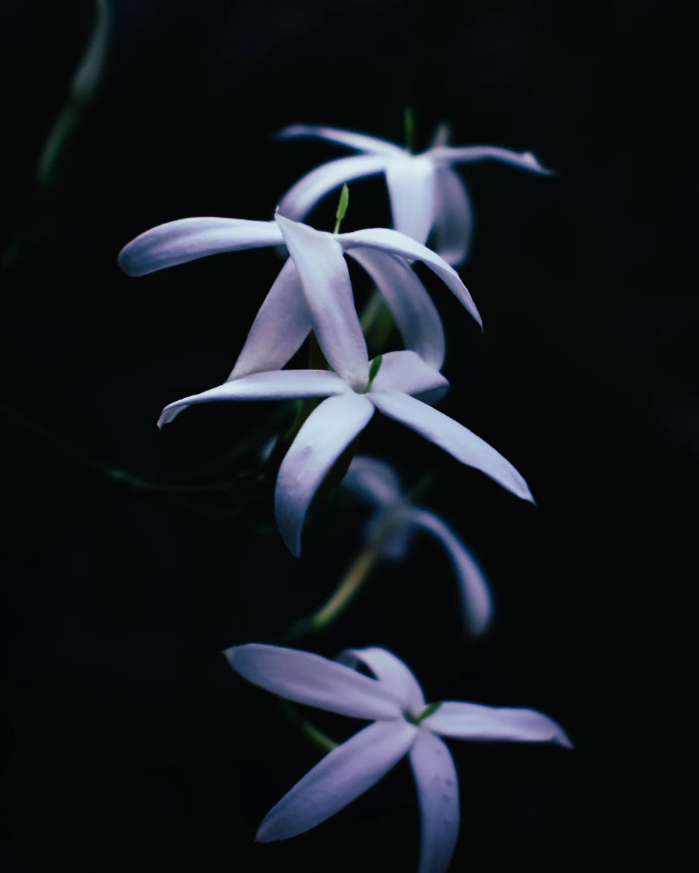 White floral heart reflecting PATHWAYS UNTRAVELED