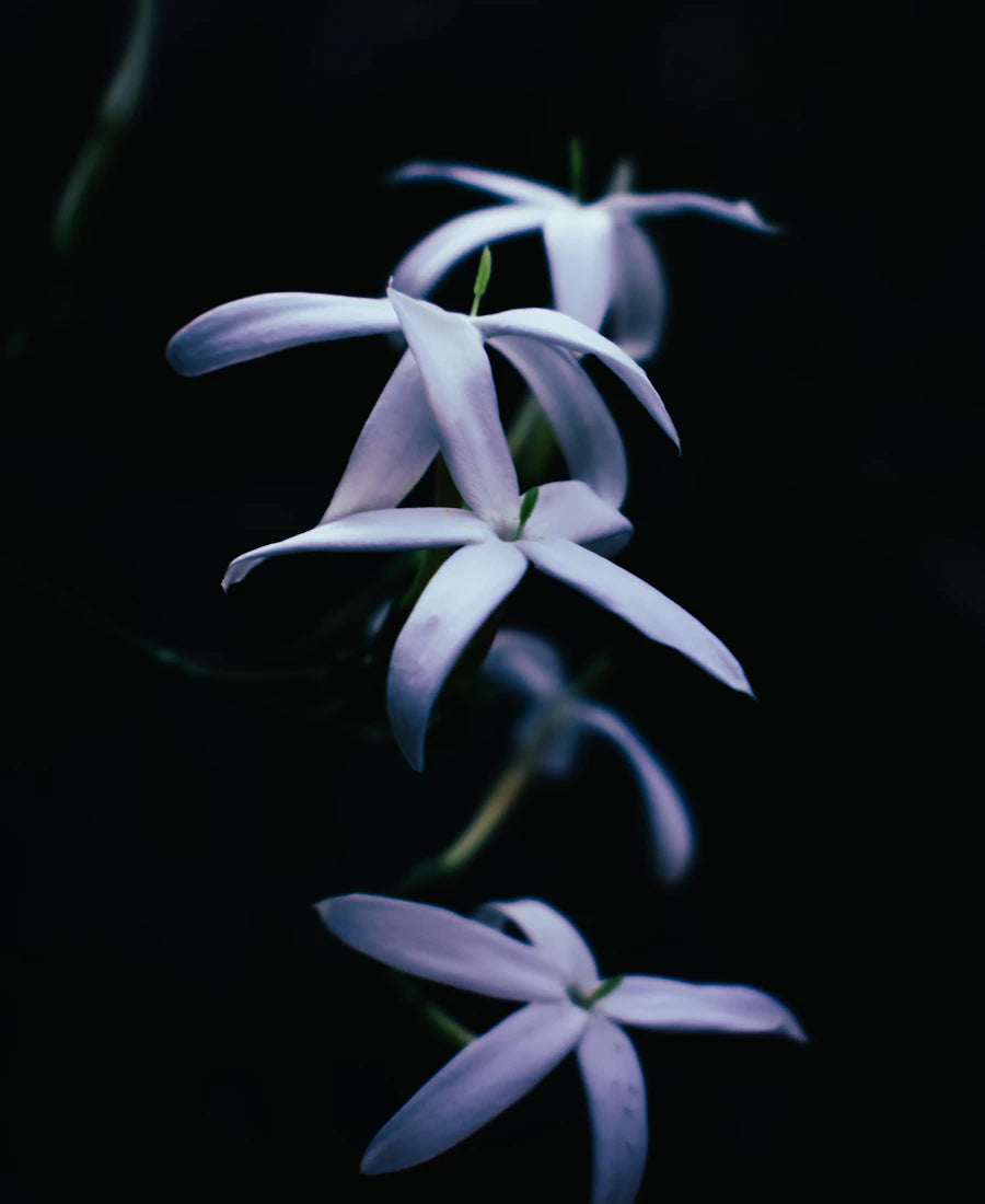 Jasmine flowers reflecting the floral heart of Maison Z Tobacco