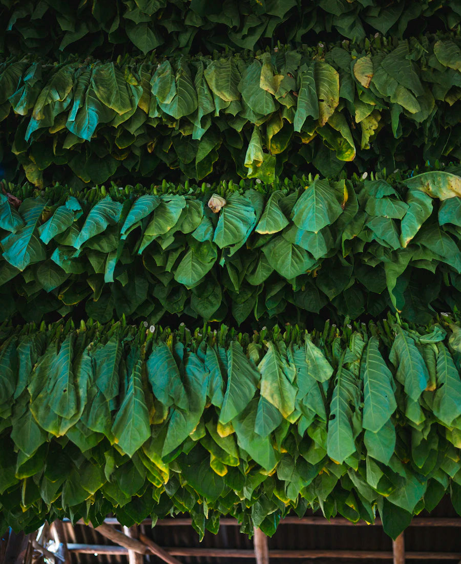 Tobacco leaves reflecting the drydown of Maison Z Tobacco