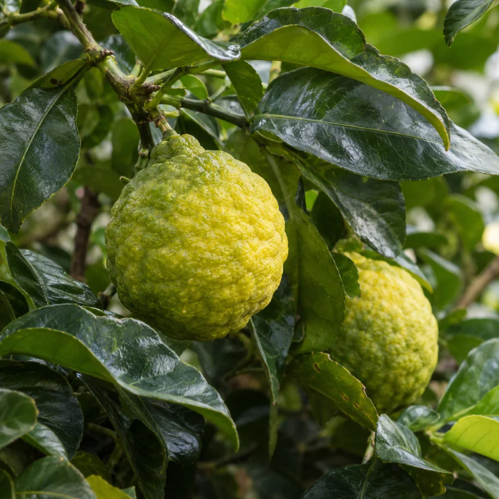 Bergamot — top notes
