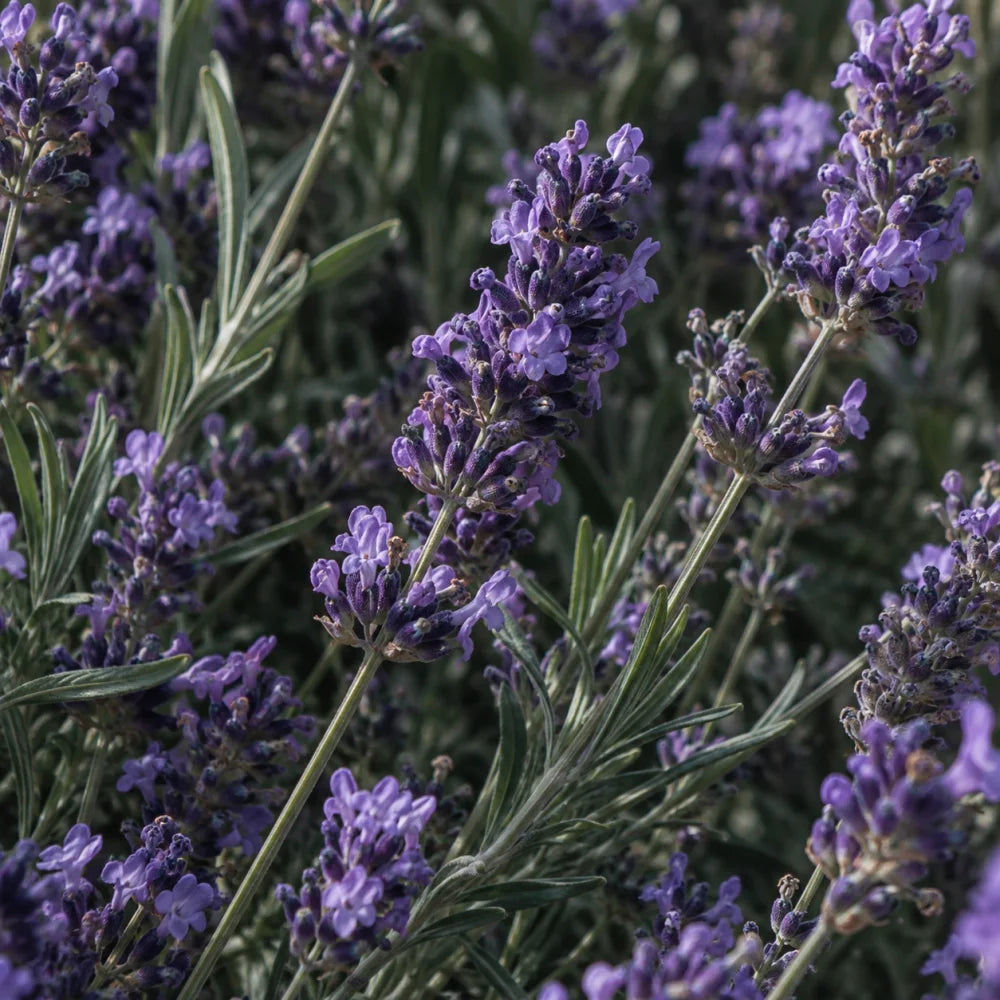 Lavender — top notes