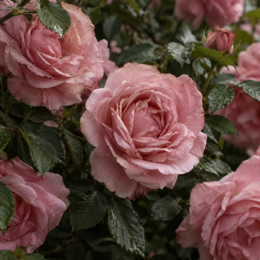 Rose — heart notes