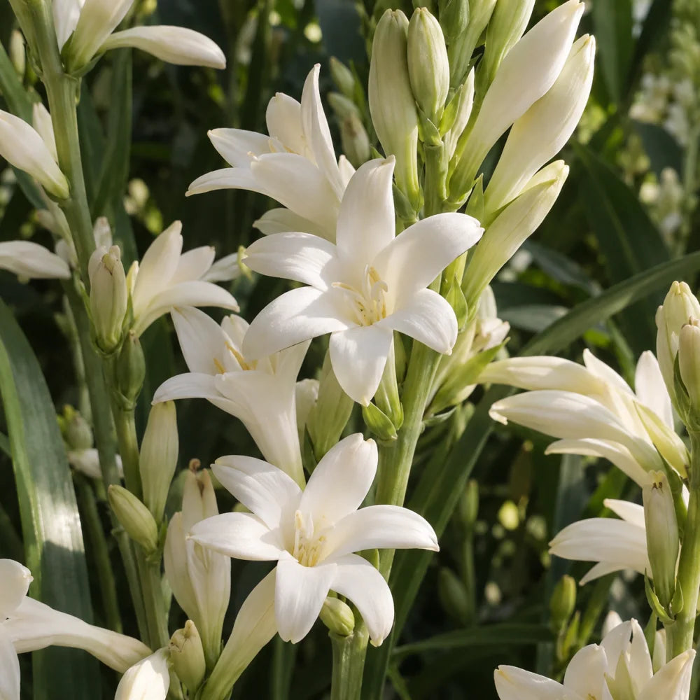 Tuberose — heart notes